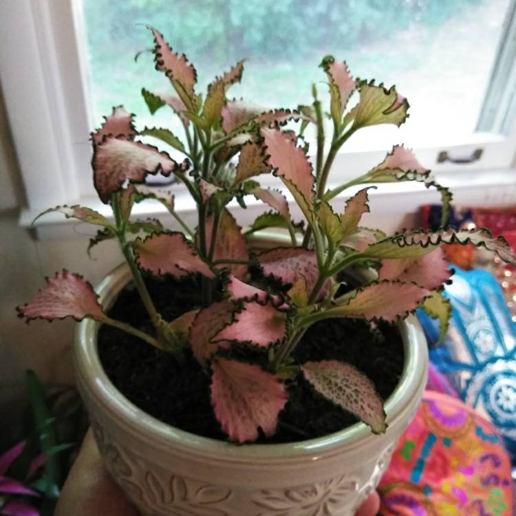 Plant image Fittonia Albivenis  'Frankie'