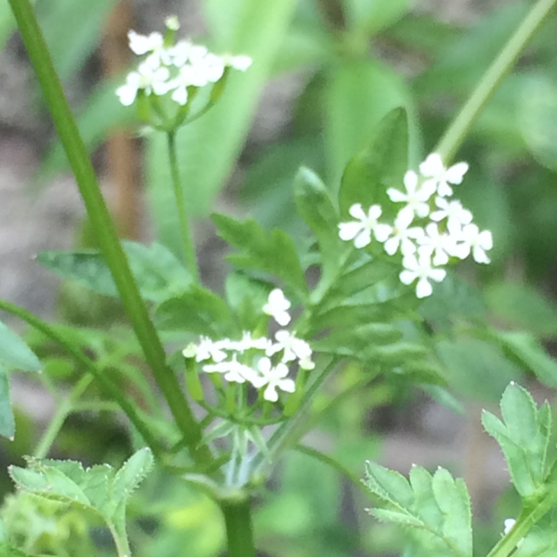 Plant image Anthriscus cerefolium