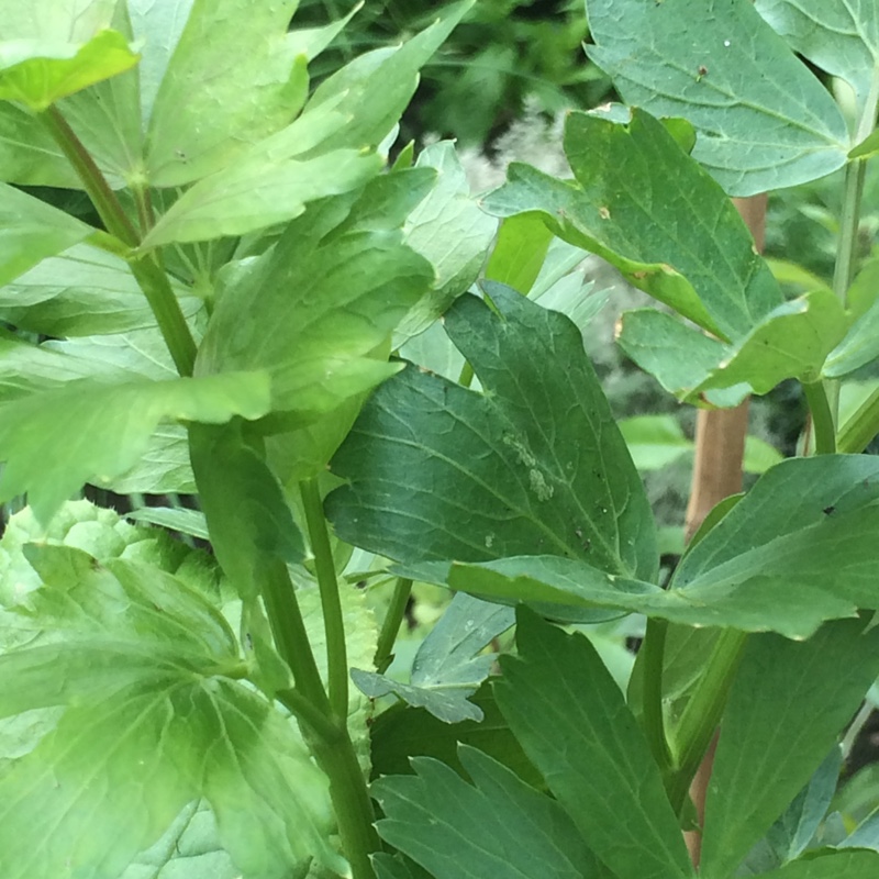 Plant image Levisticum officinale