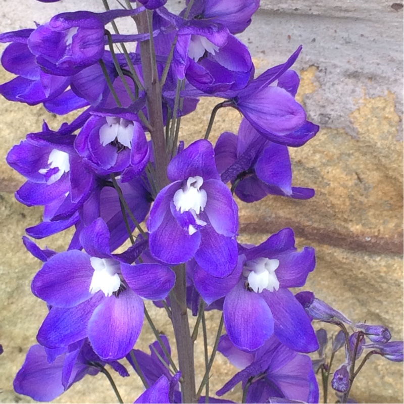 Plant image Delphinium elatum 'Finsteraarhorn'