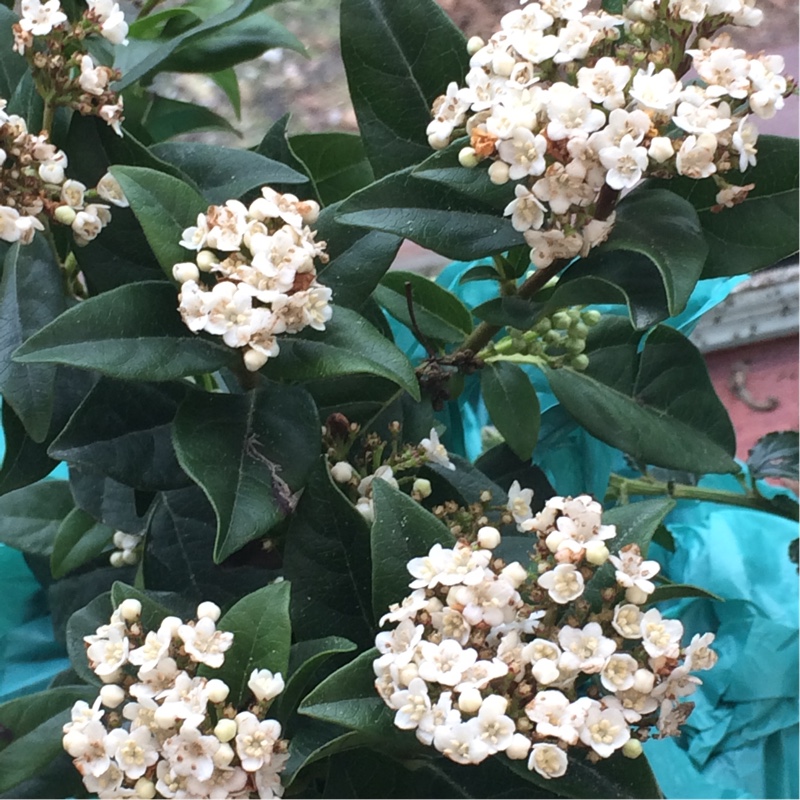 Viburnum tinus 'Lucidum'