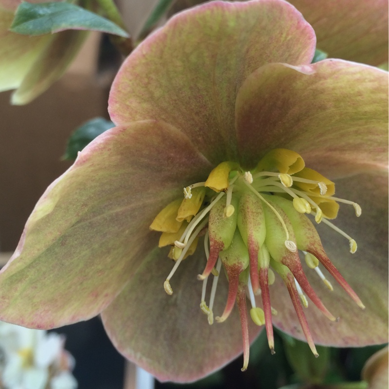 Plant image Helleborus x ericsmithii 'Coseh 790' (HGC Series) syn. Helleborus x ericsmithii 'HGC Shooting Star'