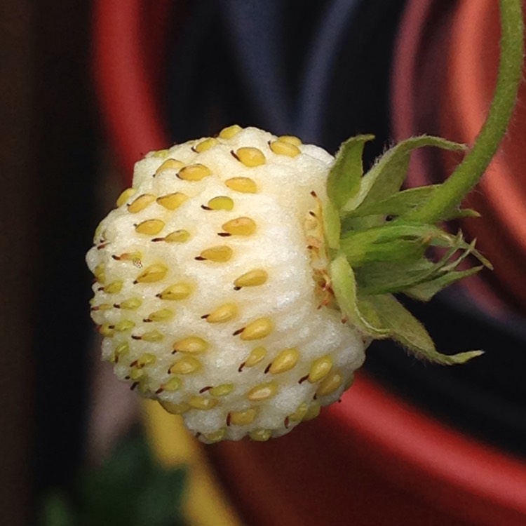 Plant image Fragaria vesca f. alba