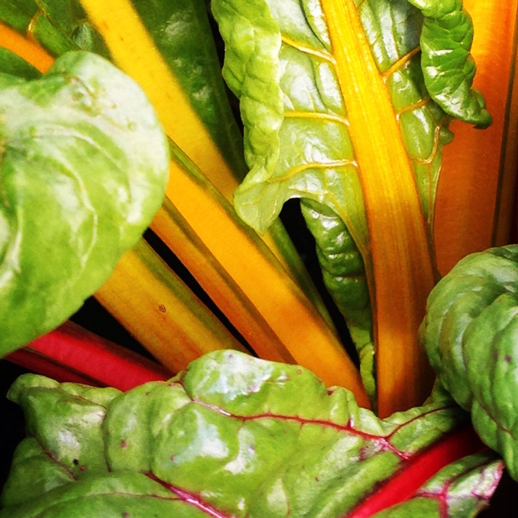 Beta vulgaris subsp. cicla var. flavescens 'Bright Lights'