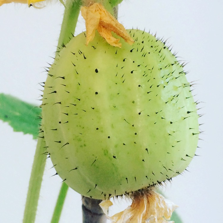 Plant image Cucumis sativus 'Crystal Apple'