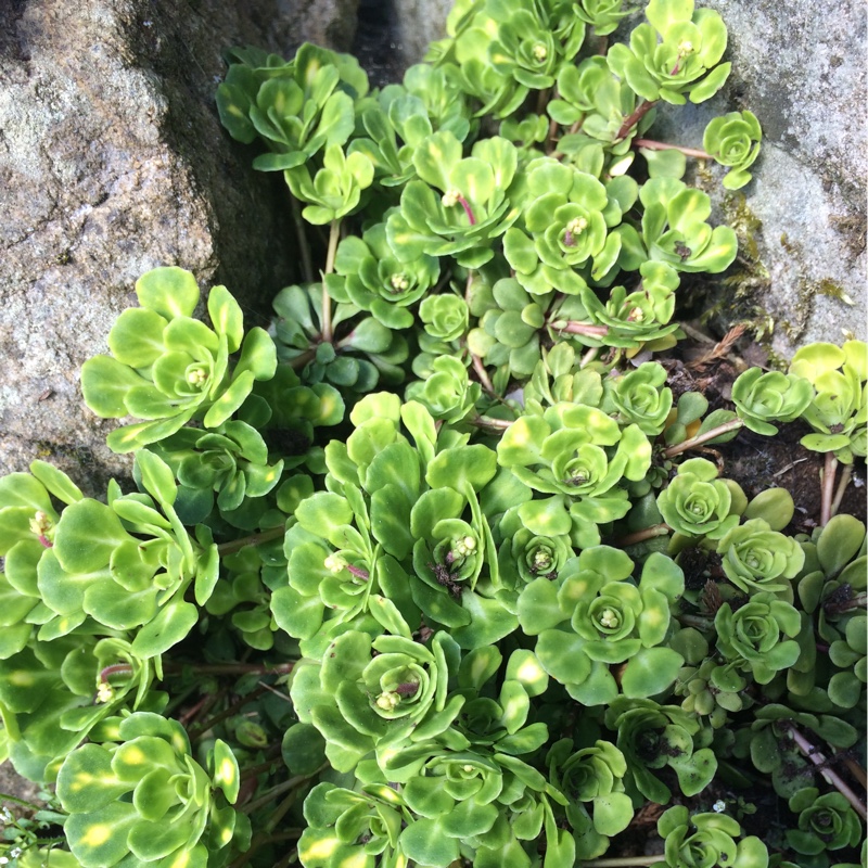 Plant image Saxifraga Cuneiform 'variegata'