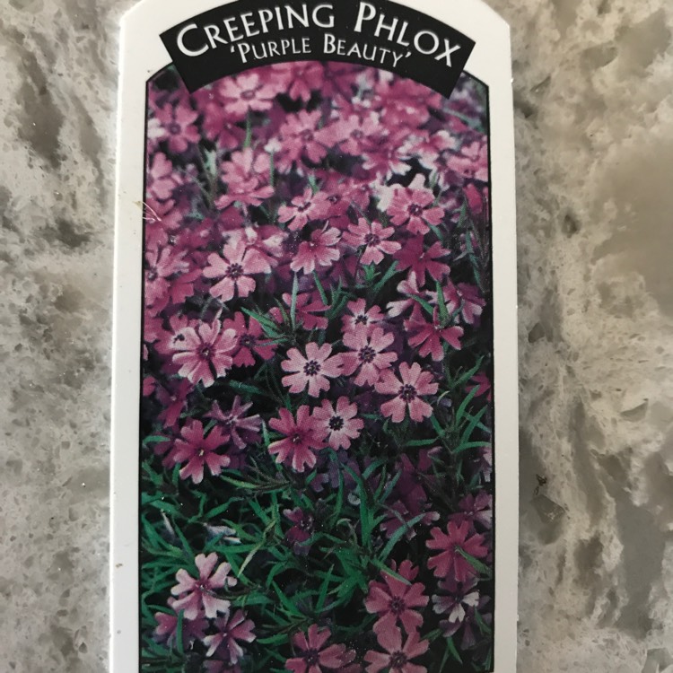 Plant image Phlox subulata 'Purple Beauty'