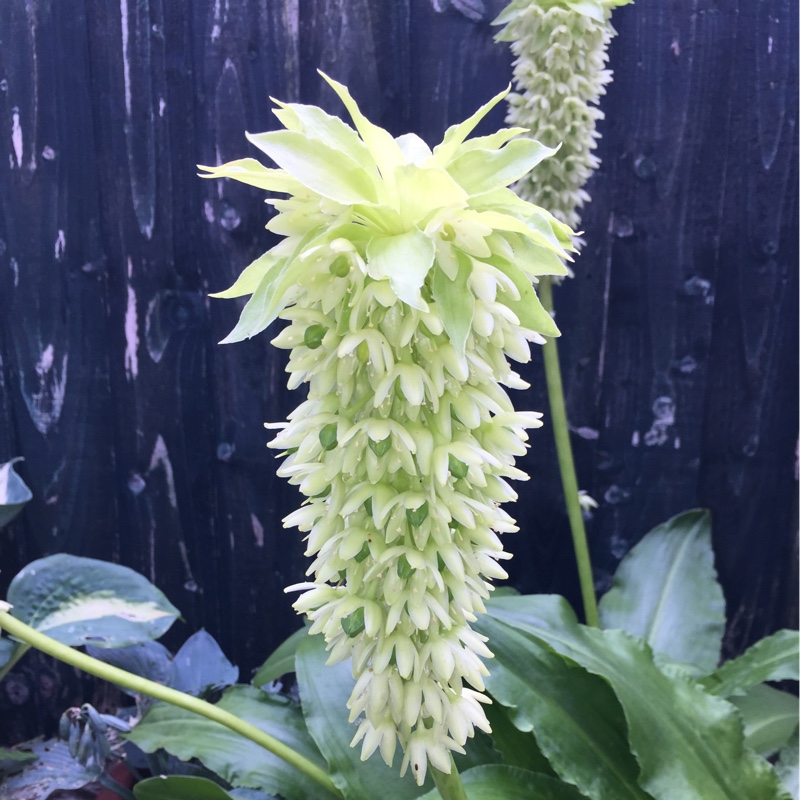 Pineapple Lily (Species) Autumn Pineapple Lily