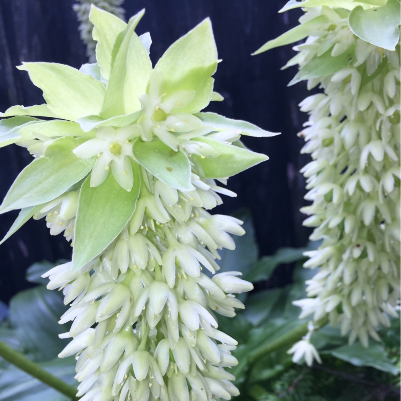 Plant image Eucomis autumnalis