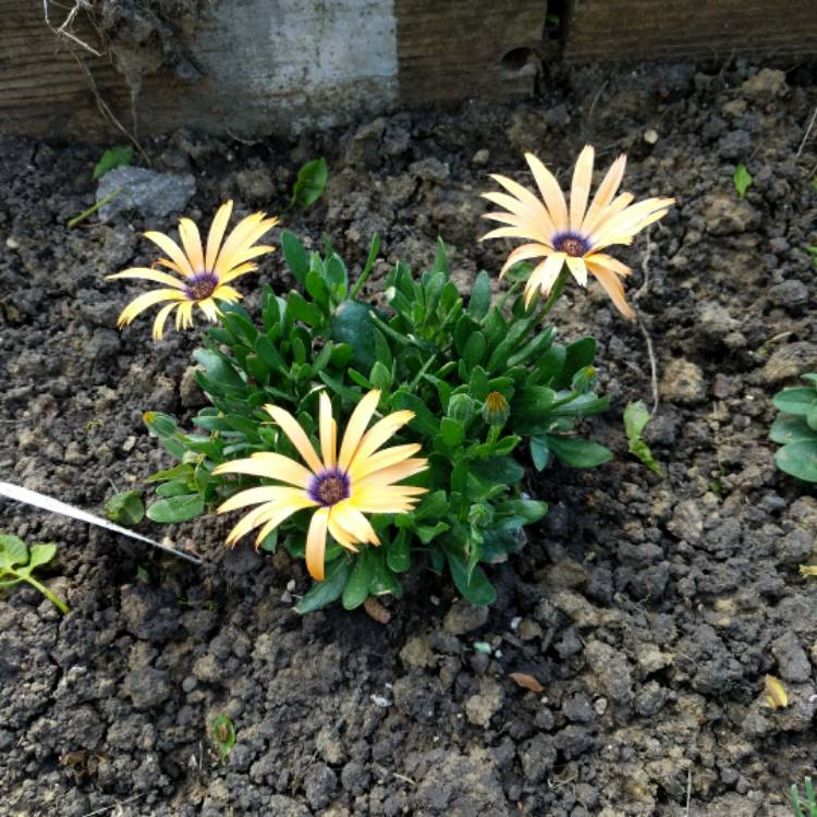 Plant image Osteospermum 'Orange Symphony'