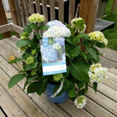 Hydrangea 'Endless Summer'