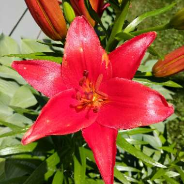 Lily (Asiatic)