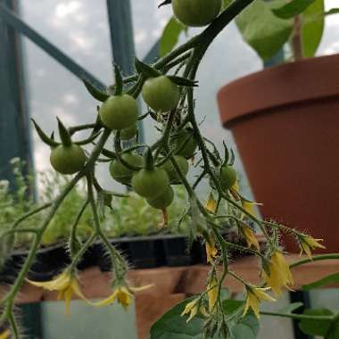 Solanum Lycopersicum 'Sunbaby'