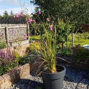 Dierama pulcherrimum