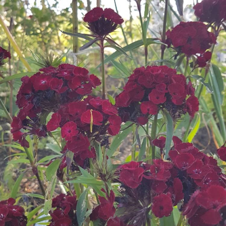 Plant image Dianthus barbatus 'Dash Crimson'