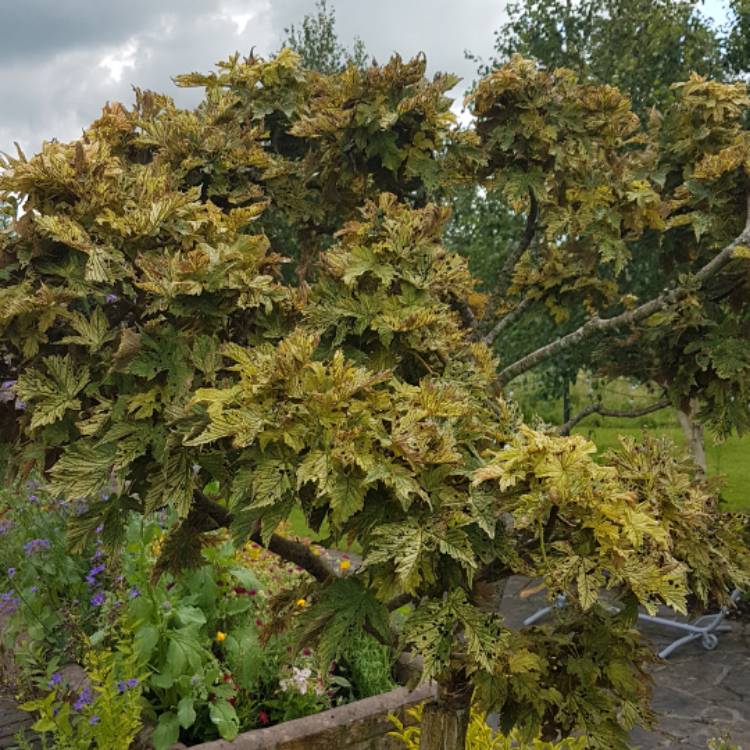 Plant image Acer Pseudoplatanus 'Brilliantissimum'