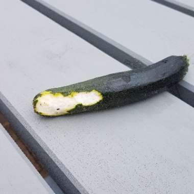 Courgette 'Black Beauty'