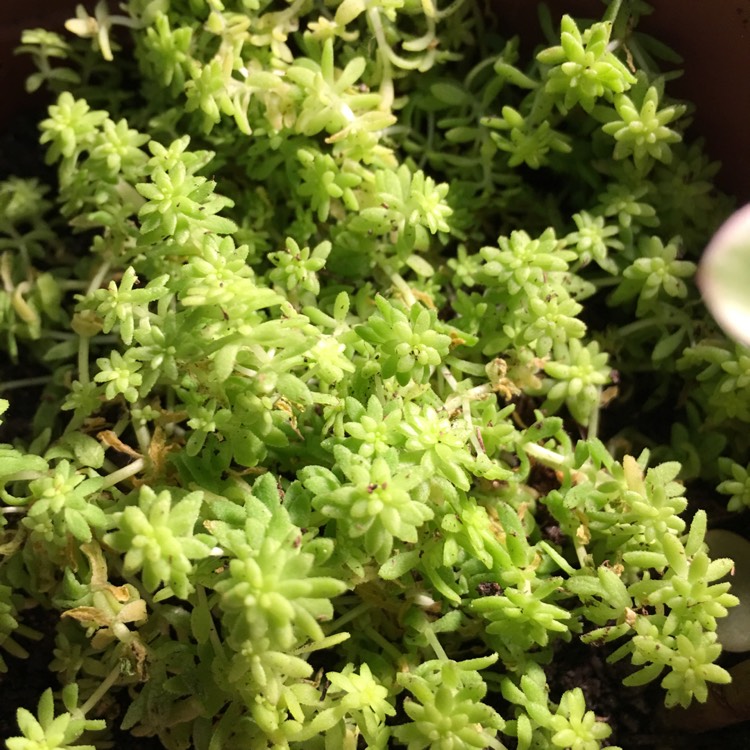 Plant image Sedum Hispanicum Aureum