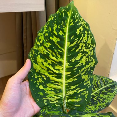 Dieffenbachia ‘Reflector'