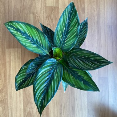 Calathea 'Beautiful Star'