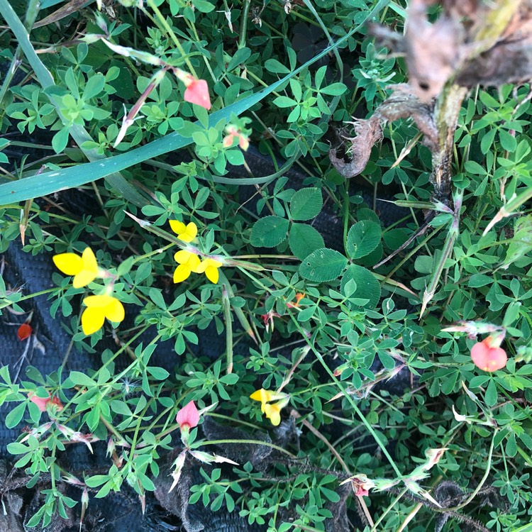 Plant image Fremontodendron