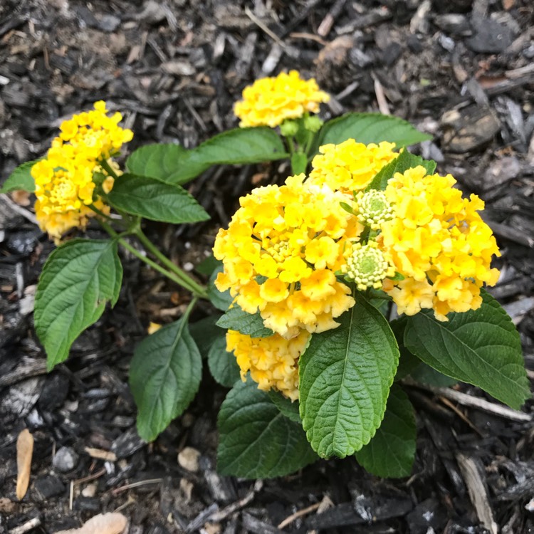 Plant image Lantana camara