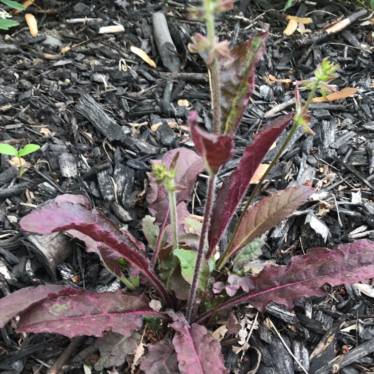 Plant image Salvia lyrata 'Purple Knockout'