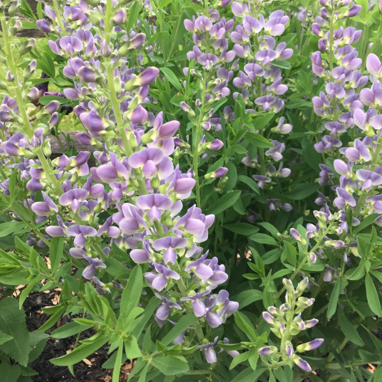 Plant image Delphinium grandiflorum 'Blue Butterfly'