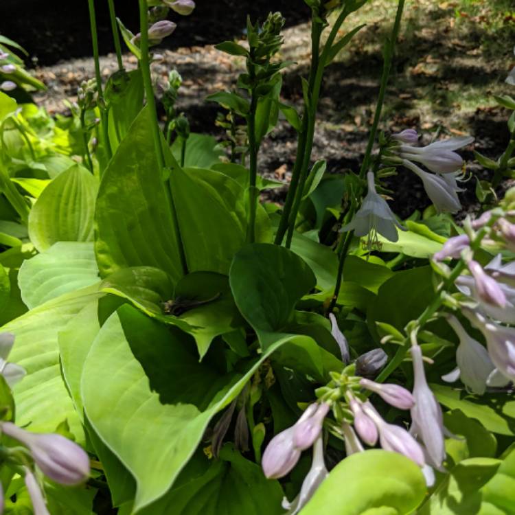 Plant image Hosta 'Golden Needles'