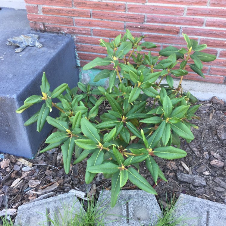 Plant image Rhododendron 'Nancy Evans'