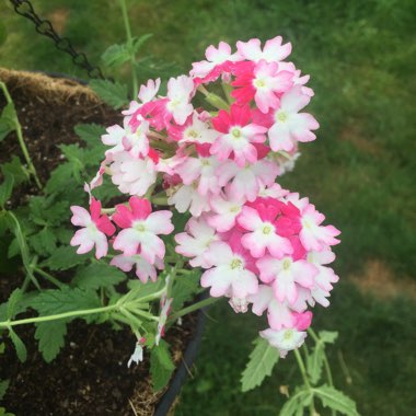 Purple Top Vervain