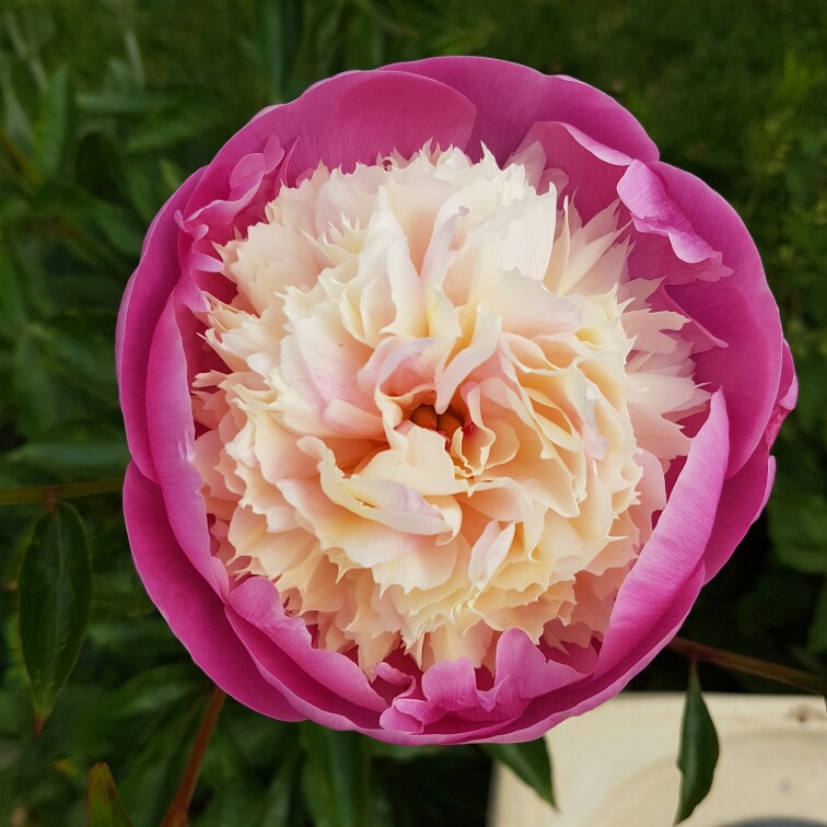 Peony 'Bowl of Beauty' (Herbaceous)