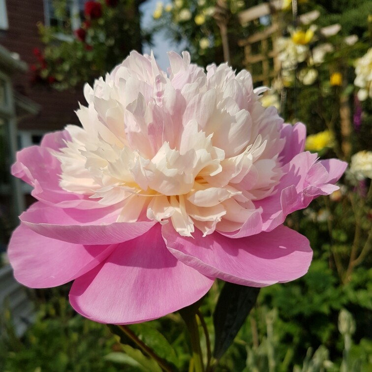 Peony 'Bowl of Beauty' (Herbaceous)