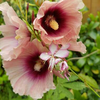 Hollyhock