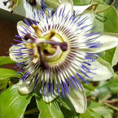 Passion Flower