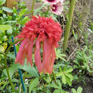 Coneflower 'Raspberry Truffle'