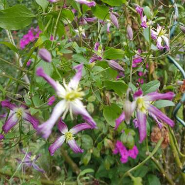 Clematis