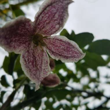 Clematis 'Freckles'