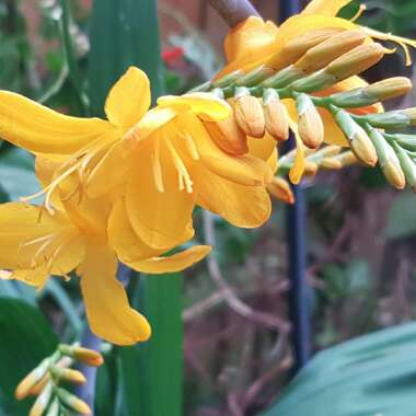 Montbretia 'George Davison'