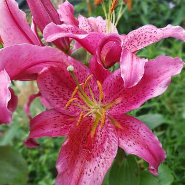 Lily 'Star Gazer' (Oriental)