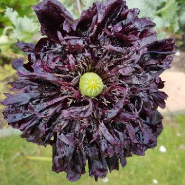 Poppy Black Peony