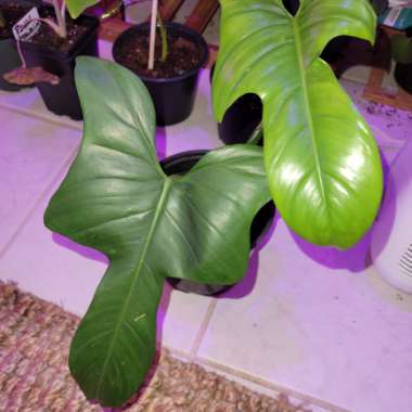 Philodendron bipennifolium