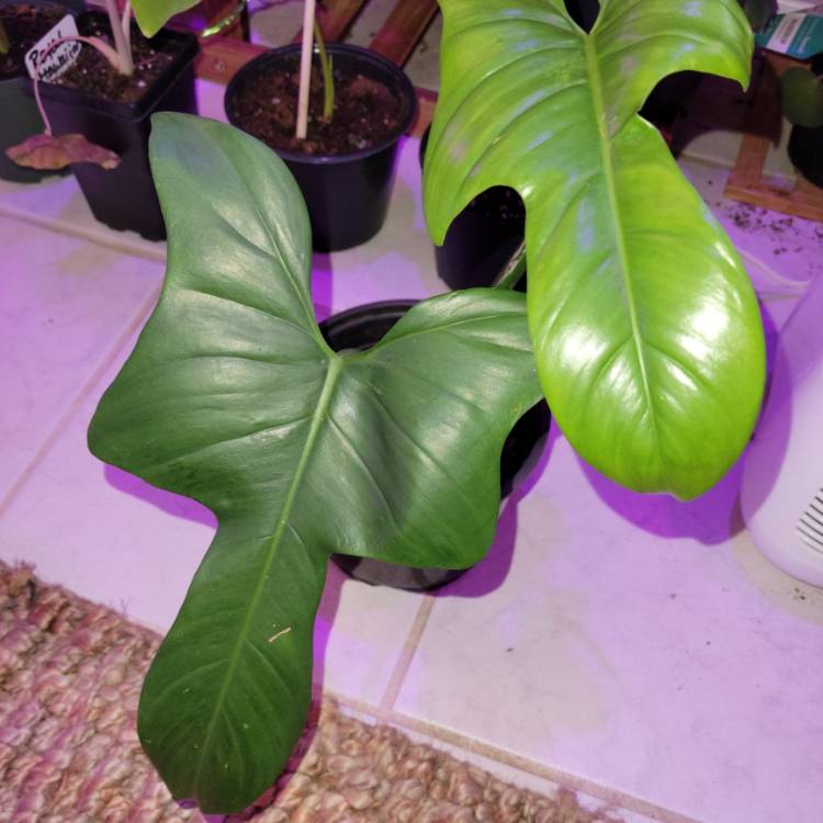 Plant image Philodendron bipennifolium