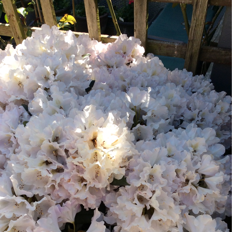 Rhododendron 'Virginia Richards'