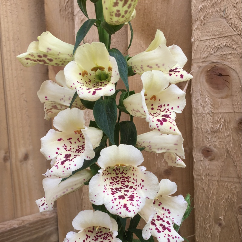 Foxglove 'Dalmatian Cream'