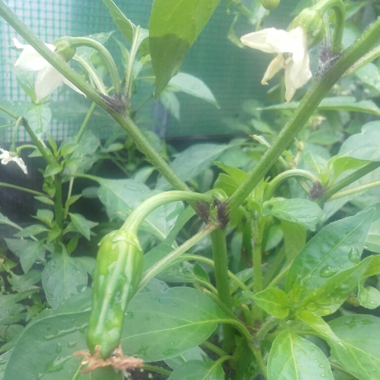 Plant image Capsicum Annuum 'Apache'