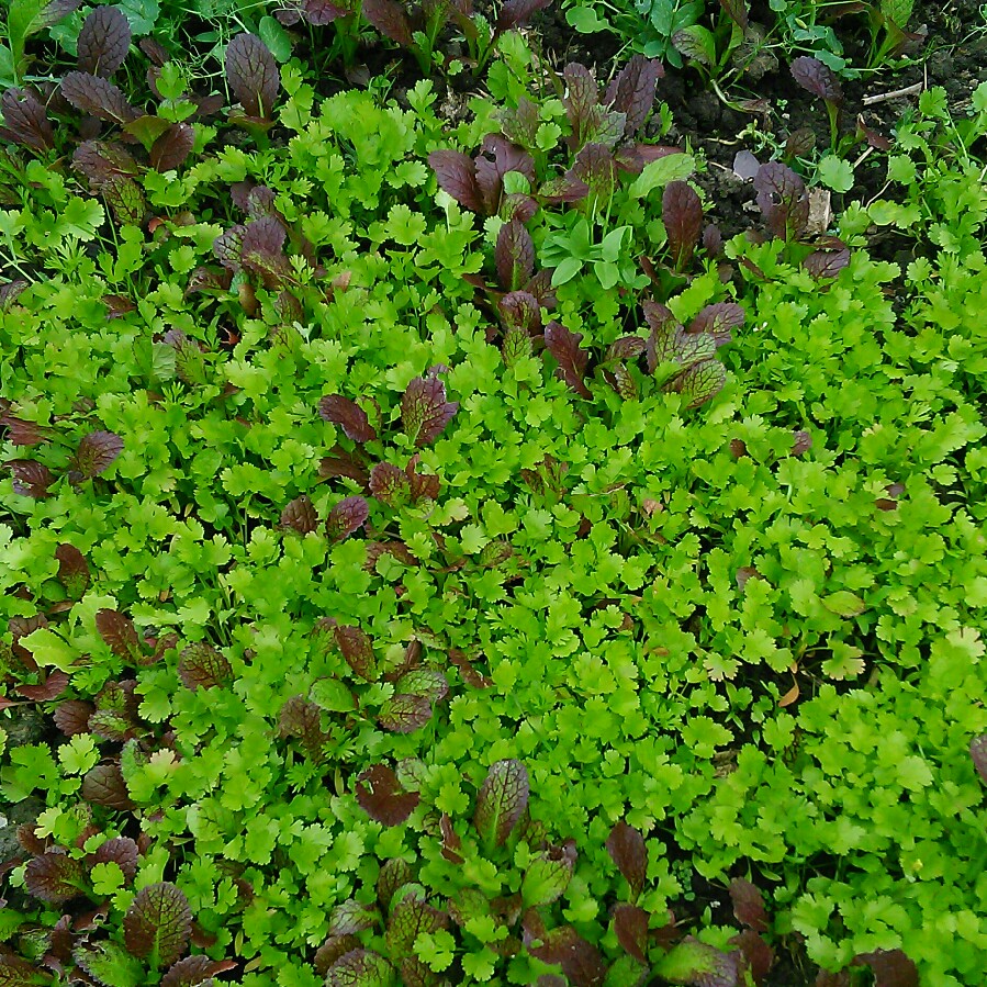 Nandini's garden