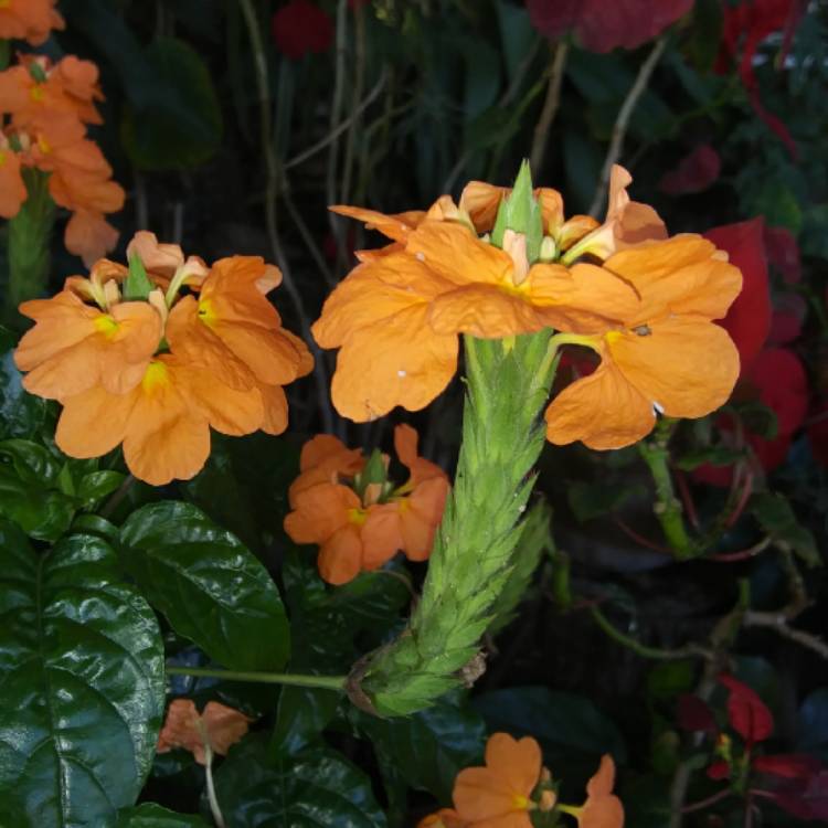 Plant image Crossandra infundibuliformis