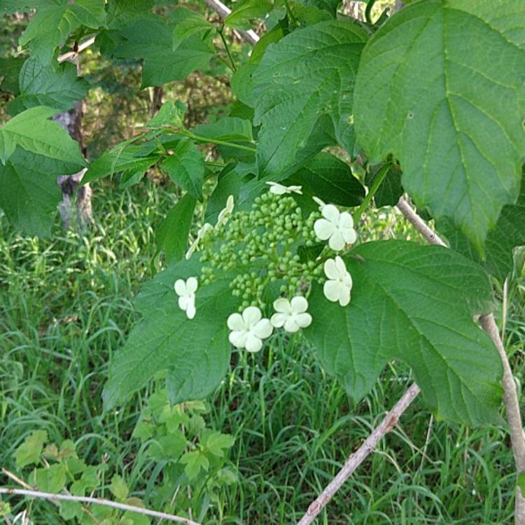 Plant image Viburnum trilobum