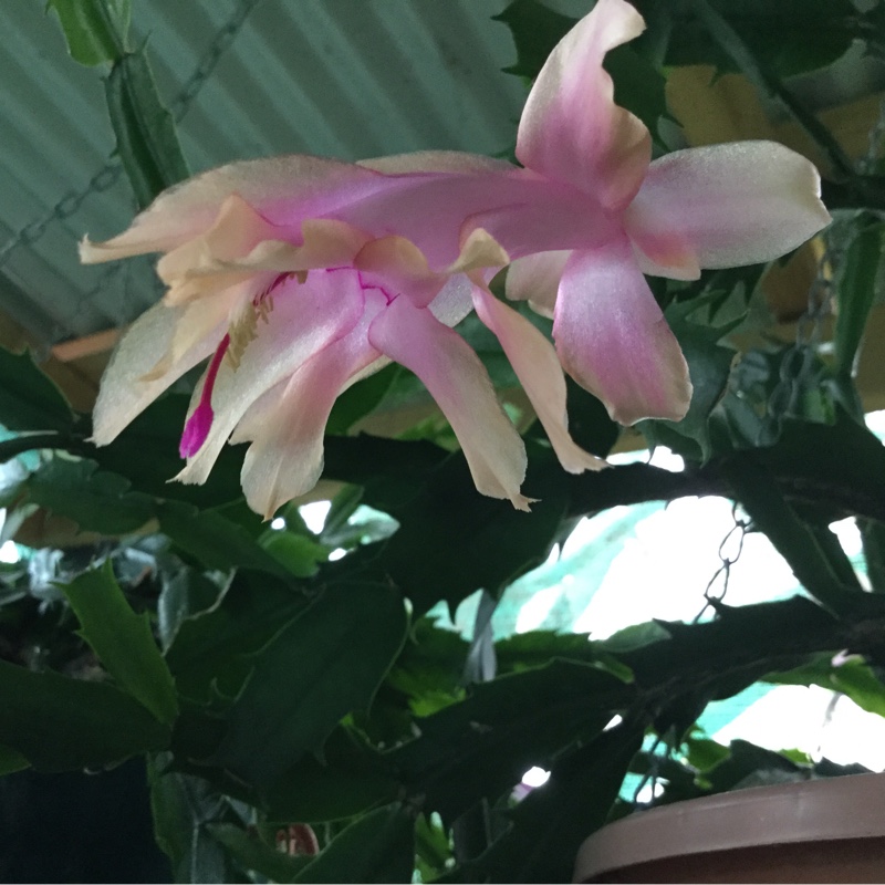 Plant image Schlumbergera truncata Gold Charm